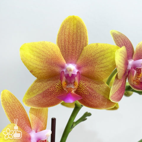 Phal. I-Hsin Claude (Fragrant) 克勞德