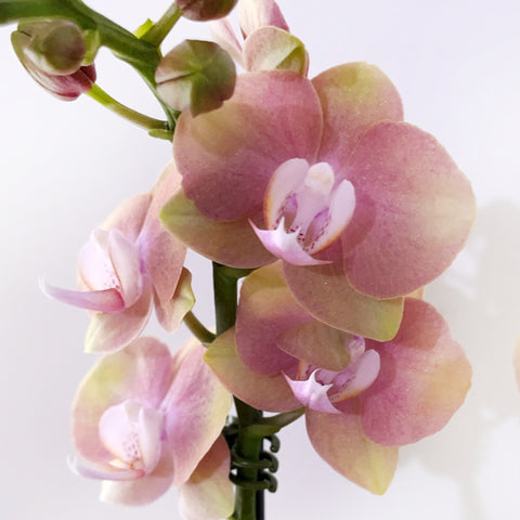 Phal. Monaco Peach 蜜桃