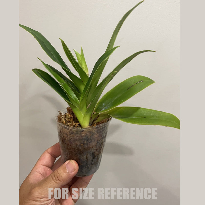 [Bare-Root]Phrag Jason Fischer 傑森[Wishlist] – Orchidmart