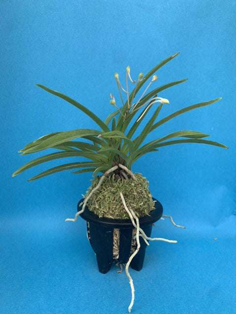 V. falcata seiryonishiki