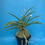 V. falcata seiryonishiki