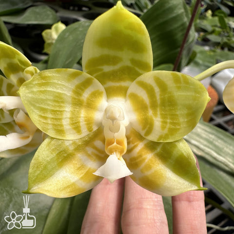 [Bare-rooted]Phal.Mituo Reflex ‘flava’ 彌陀黃反色龍[Sept Preorder]