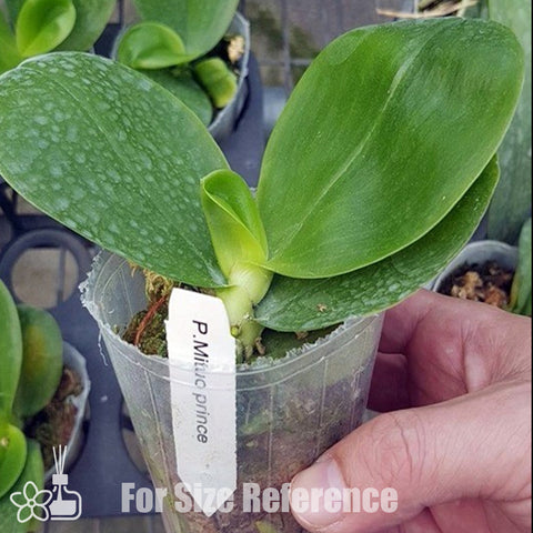 [Bare-rooted]Phal. Mituo Prince 彌陀王子[Sept Preorder]