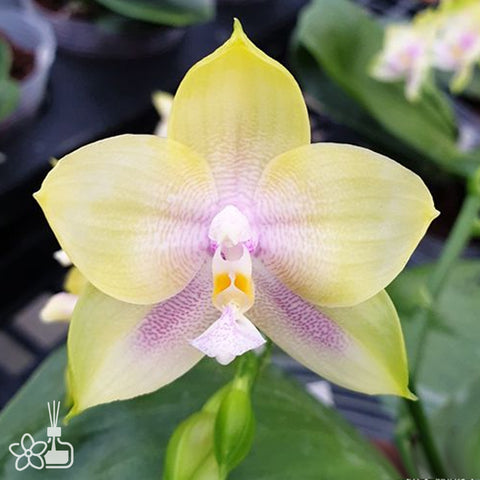 [Bare-rooted]Phal. Mituo Prince 彌陀王子[Sept Preorder]