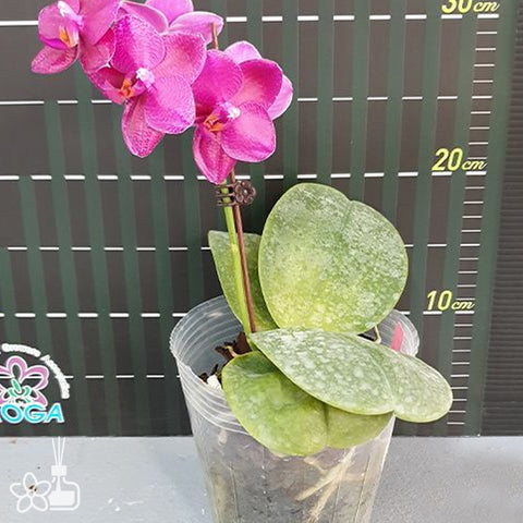 [Bare-rooted]Phal. Mituo King 'Big Pink' 彌陀王 '大粉'[Sept Preorder]