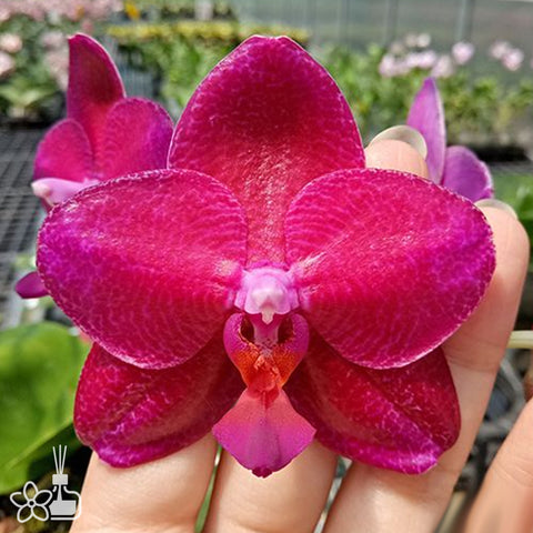 [Bare-rooted]Phal. Mituo King 'Big Pink' 彌陀王 '大粉'[Sept Preorder]