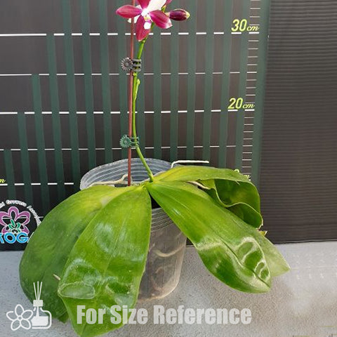 [Bare-rooted]Phal. speciosa 'Big Red' 美花蝴蝶 '大紅'[Sept Preorder]