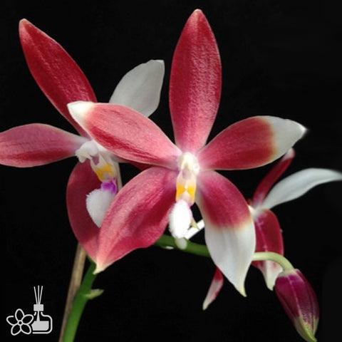 [Bare-rooted]Phal. speciosa 'Big Red' 美花蝴蝶 '大紅'[Sept Preorder]