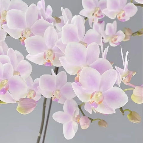 [Bare-rooted]Phal. Hatuyuki 'Nagoriyuki Pink' 粉殘雪[Sept Preorder]