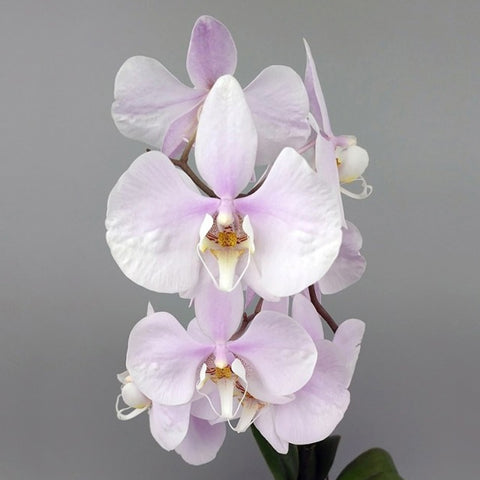 [Bare-rooted]Phal. amabilis 'Surabaya' × sib 粉阿嬤[Sept Preorder]