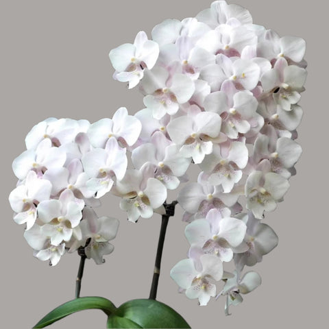 [Potted]Phal.  Snow Flake “Big Lip” 雪花大舌頭[Jan in stock]