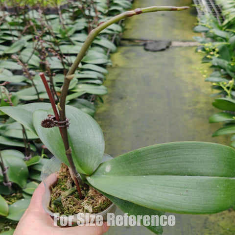 [Bare-rooted]Phal. Suki "Salmon"變色鮭魚[Sept Preorder]