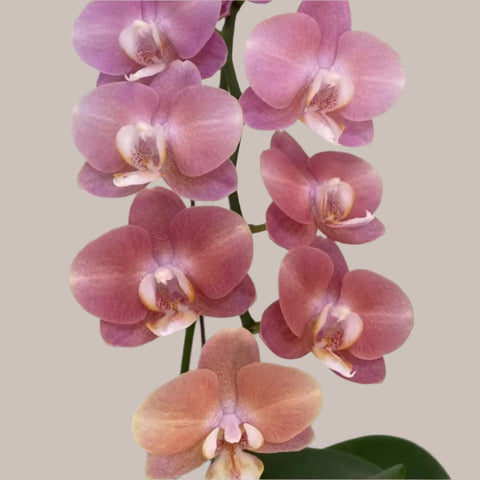 [Bare-rooted]Phal. Suki "Salmon"變色鮭魚[Sept Preorder]