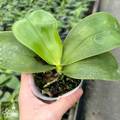 [Bare-rooted]Phal. bellina var. blue × sib 藍貝利娜[Sept Preorder]