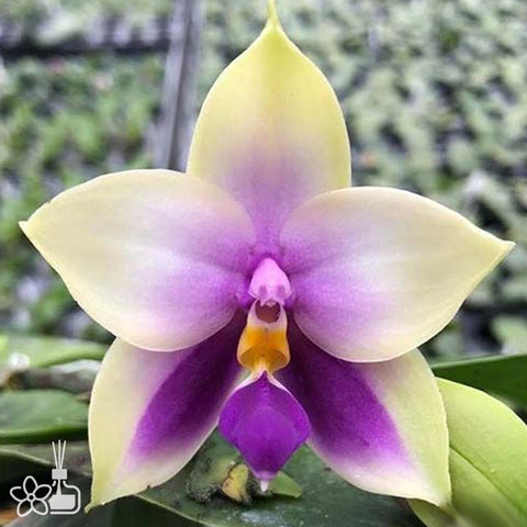 [Bare-rooted]Phal. bellina var. blue × sib 藍貝利娜[Sept Preorder]