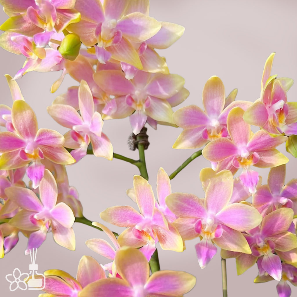 [Bare-rooted]Phal. Yaphon Pink Bee 金樹一代[Sept Preorder] – Orchidmart