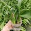 [Bare-root] #OA# Oncidium 'Colourful Lake' 七彩湖 [2.8" BS][Wishlist]