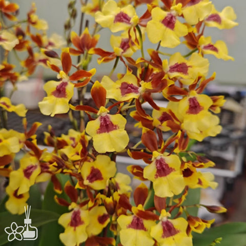 Oncidium 'Colourful Lake' 七彩湖