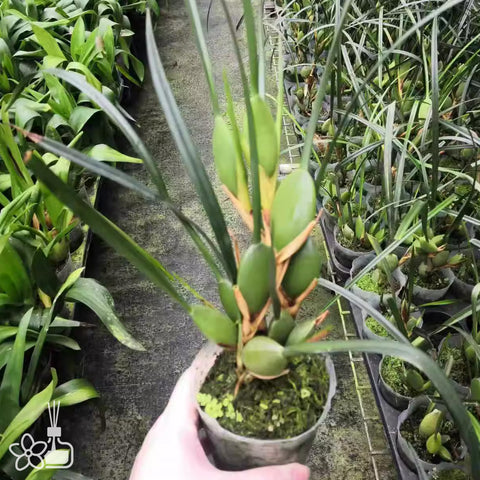 Maxillaria tenuifolia 腋唇蘭