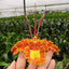 [Bare-root] Psychopsis papilio 蛾形文心 [Dec Preorder 25]