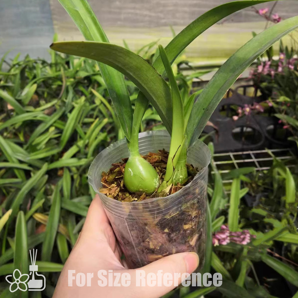 Encyclia cordigera 大头树兰 – Orchidmart