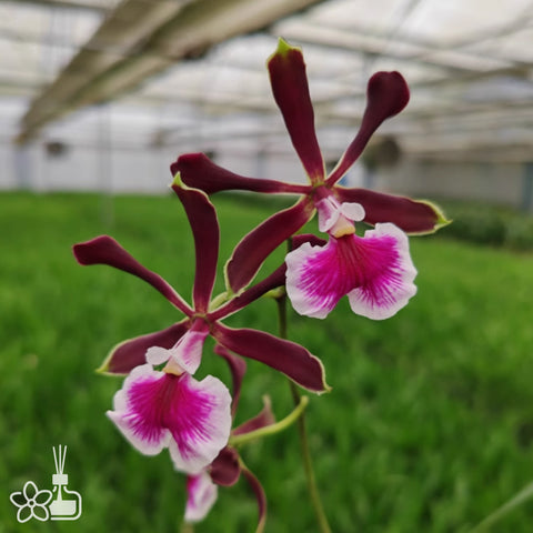 Encyclia cordigera 大头树兰