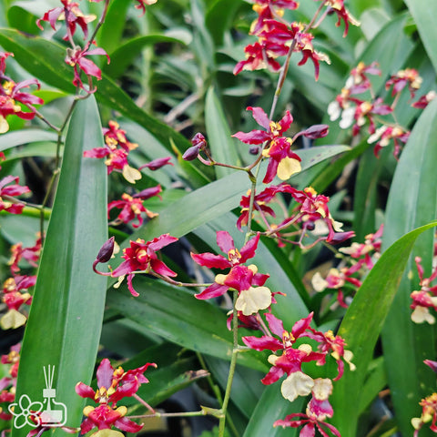 Oncidium Jairak Fragrance 'Golden Chocolate' 黃金巧克力