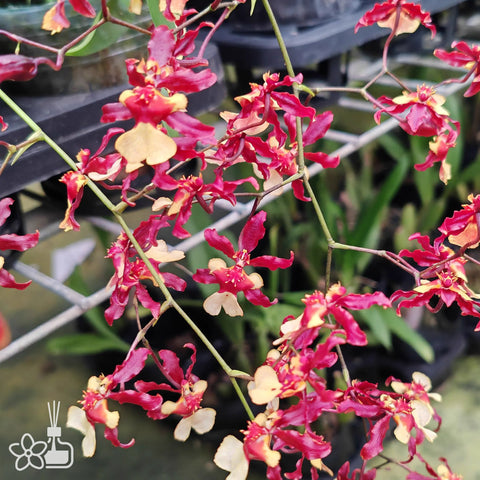 Oncidium Jairak Fragrance 'Golden Chocolate' 黃金巧克力