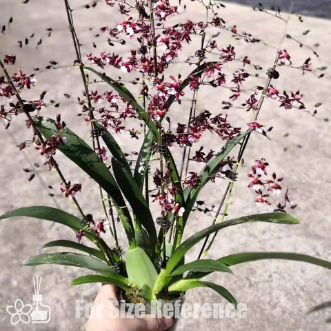 Oncidium Jairak Fragrance 'Chocolate'  巧克力文心