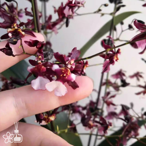 Oncidium Jairak Fragrance 'Chocolate'  巧克力文心