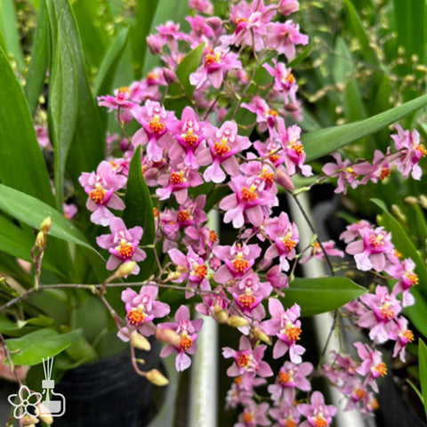 Onc. Tsiku Marguerite 'Chian-Tzy Glory' 光宗