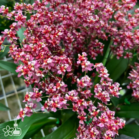 Onc.Tsiku Marguerite ‘Chian-Tzy Yearning’ 念祖