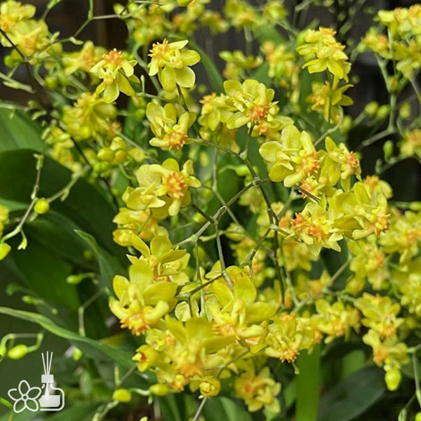 オーキッドキュー Bare-root][New] #OA# #Twinkle# Oncidium Twinkle 'yellow Bird' 夢