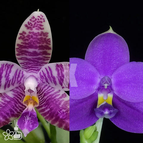 [Bare-rooted]Phal. KS Blue Ludde x violacea Blue-indigo路德狗 [Sept Preorder]