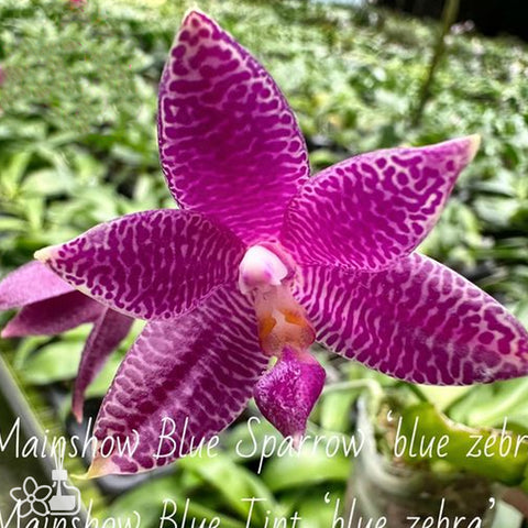 [Bare-rooted]Phal. MS Blue Zebra 藍斑馬[Sept Preorder]