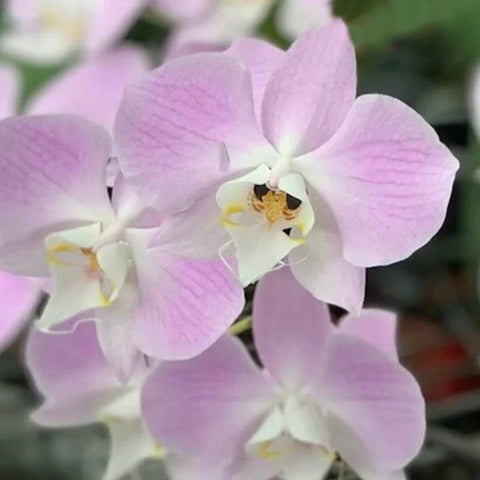 [Bare-rooted]Phal. sanderiana pink silver leaf 銀葉桑德[Sept Preorder]