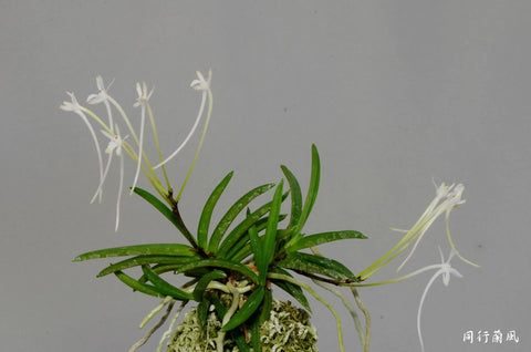 V. falcata seto no tsurugi