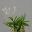 V. falcata seto no tsurugi