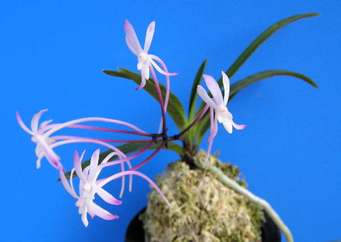 V. falcata shojou