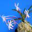 V. falcata shojou