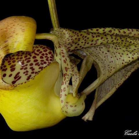 Cor. bruchmuelleri - square crop