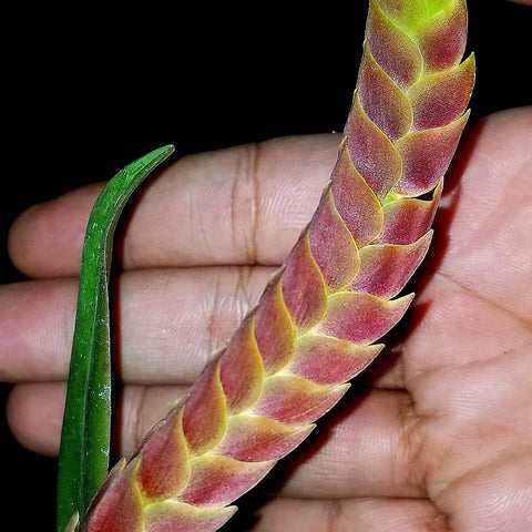 Bulb. occultum - square crop