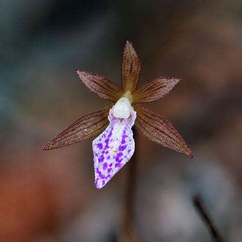 [Bulb] #TO# Nervilia mackinnonii [Oct in stock 26]