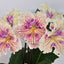 [Bare-root] Streptocarpus ‘UA-Zakat’日落堇兰 [Wishlist]