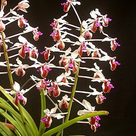 V. lamellata v. boxallii