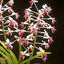V. lamellata v. boxallii
