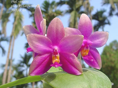 Phal. violacea tipo