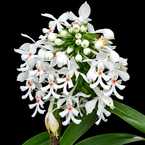 [Rhizome][New] #TO# Calanthe triplicata 三皺蝦脊蘭 [Oct in stock 26]