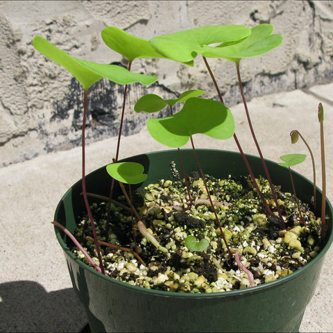 [Bare-root]U.reniformis x nelumbifolia 大肾叶x荷叶狸藻(附生)[Wishlist]