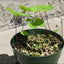 [Bare-root]U.reniformis x nelumbifolia 大肾叶x荷叶狸藻(附生)[Wishlist]
